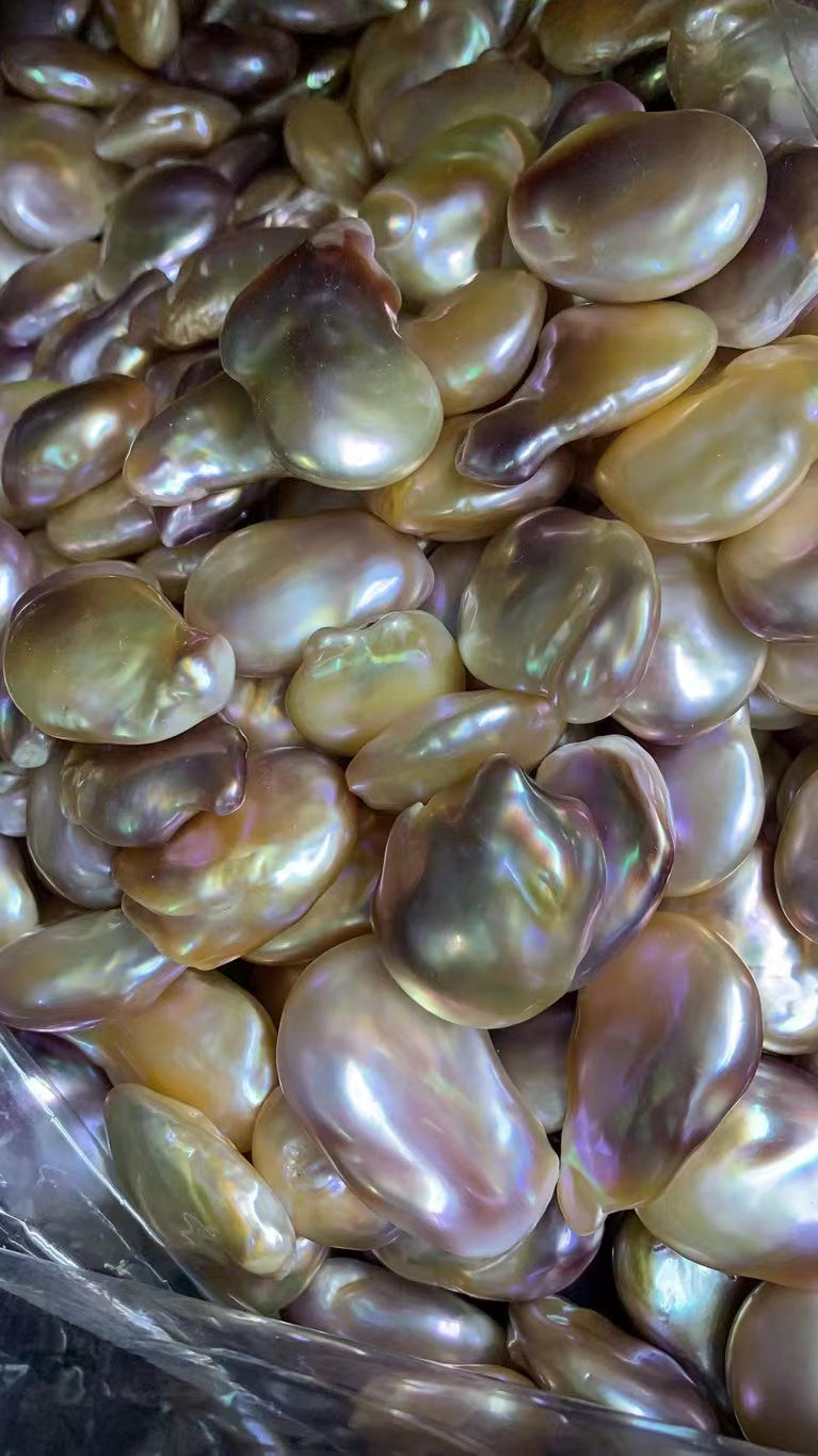 A04.【Live】 UFO Fresh water Pearls Oyster  Large and rare, limited availability